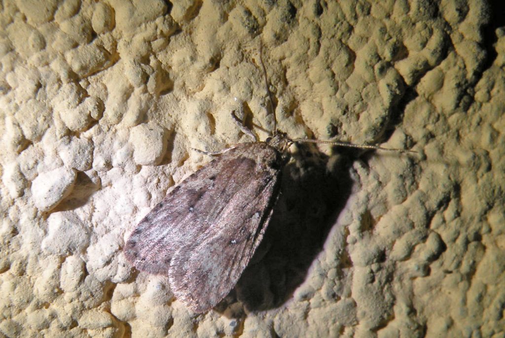 Agonopterix heracliana o ciliella....